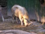 Golden takin