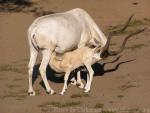 Addax