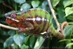 Panther chameleon