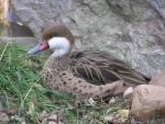 White-cheeked pintail