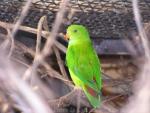 Vernal hanging-parrot