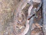 East-African egg-eating snake