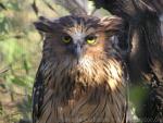 Buffy fish-owl