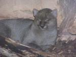 Jaguarundi