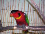 Yellow-bibbed lory