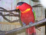 Purple-naped lory