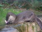 North American river otter