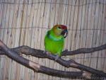 Large fig-parrot