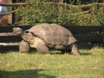 Indefatigable Island Tortoise