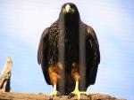 Striated caracara