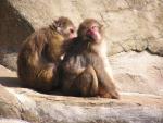 Japanese macaque *