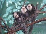 Geoffroy's tufted-ear marmoset