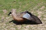 Red shoveler