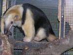 Southern tamandua