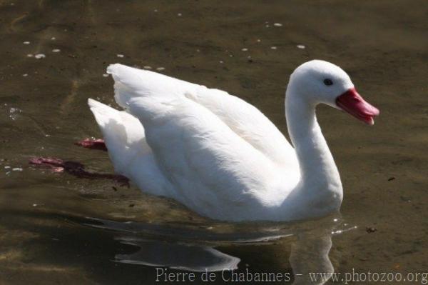 Coscoroba swan