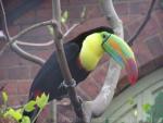 Keel-billed toucan