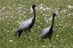 Demoiselle crane