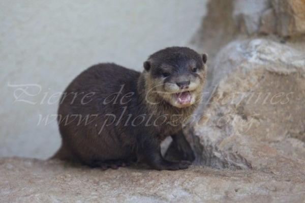 Asian small-clawed otter