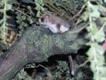 Feathertail glider