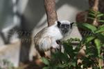 Pied tamarin