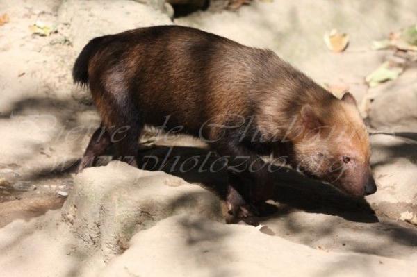 Bush dog