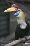 Knobbed hornbill *