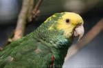 Yellow-headed amazon *