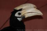 Palawan hornbill *