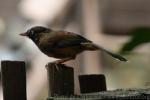 Moustached laughinthrush *