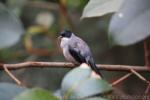 Black-headed sibia *