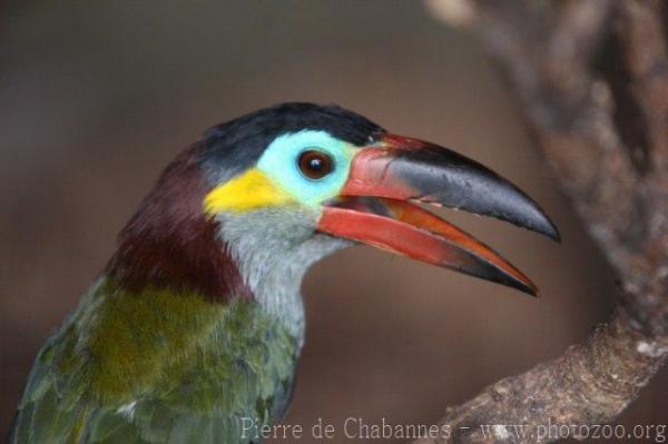 Guianan Toucanet