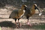 Black-faced ibis *