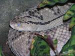 Northwestern Neotropical Rattlesnake *