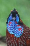 Temminck's tragopan *