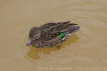 Green-winged teal