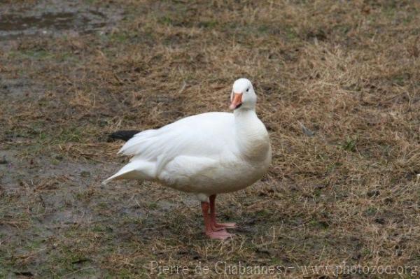 Ross's goose