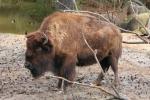 Plains bison