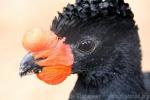 Wattled curassow