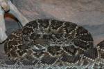 Western diamondback rattlesnake