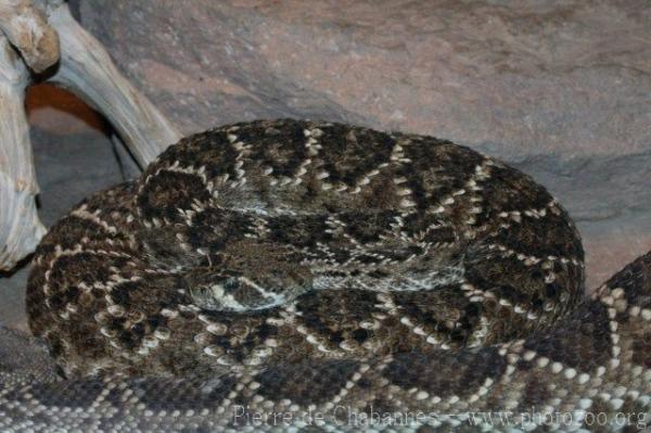 Western diamondback rattlesnake