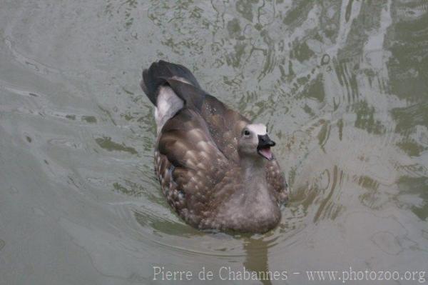 Blue-winged goose