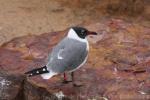 Laughing gull