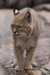 Bobcat