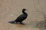 Neotropic cormorant