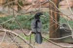 Neotropic cormorant