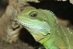 Chinese water dragon