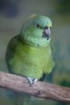 Yellow-naped amazon