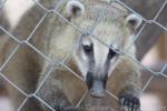 South American coati