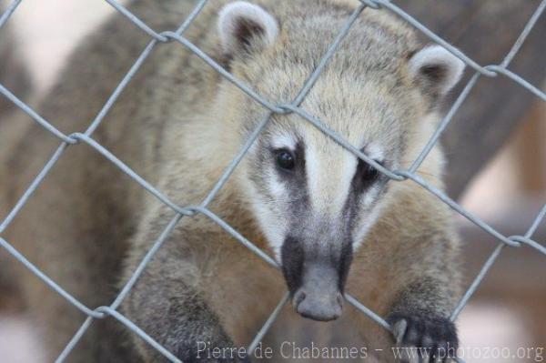 South American coati