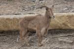 Kordofan aoudad